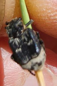 <i>Valgus hemipterus</i>