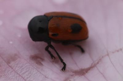 <i>Cryptocephalus bipunctatus</i>