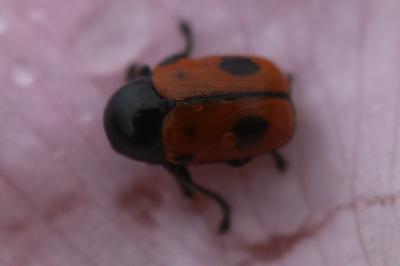 <i>Cryptocephalus bipunctatus</i>