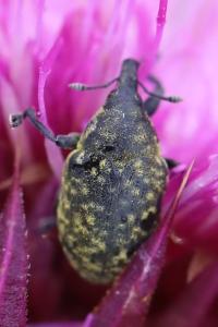 <i>Larinus turbinatus</i>