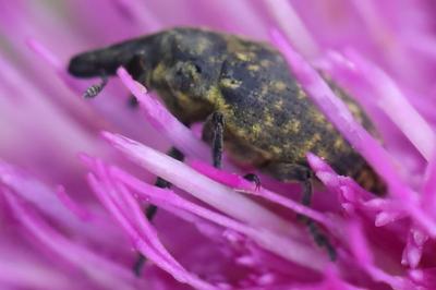 <i>Larinus turbinatus</i>
