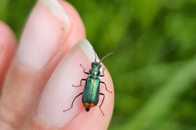 <i>Malachius bipustulatus</i>