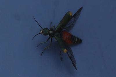 <i>Clanoptilus elegans</i>