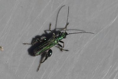 <i>Oedemera nobilis</i>