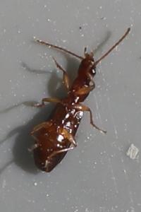 <i>Paradromius linearis</i>