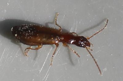 <i>Paradromius linearis</i>