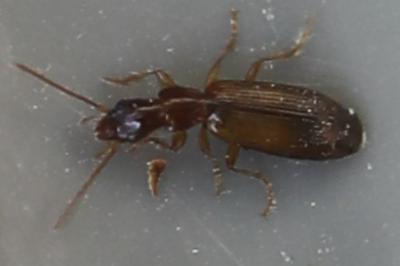 <i>Paradromius linearis</i>