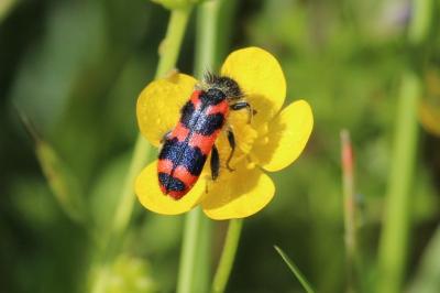 <i>Trichodes alvearius</i>
