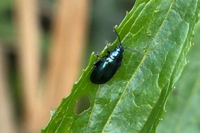 <i>Agelastica alni</i>