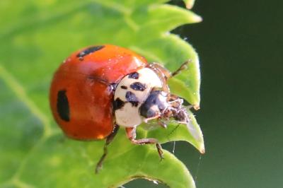 <i>Harmonia axyridis</i>