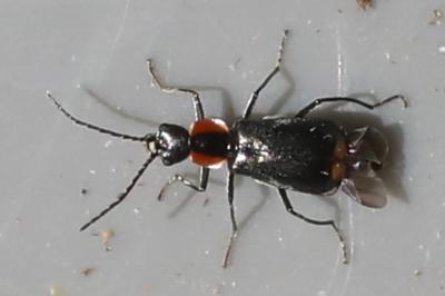 <i>Axinotarsus pulicarius</i>
