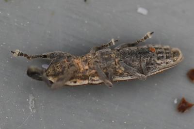 <i>Lixus ochraceus</i>