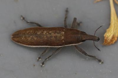 <i>Lixus ochraceus</i>