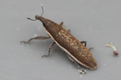 <i>Lixus ochraceus</i>