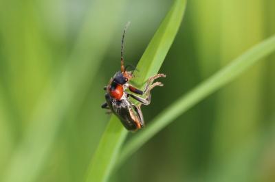 <i>Cantharis fusca</i>