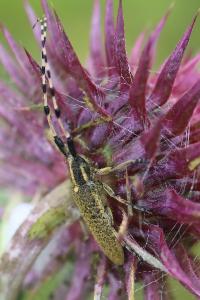 <i>Agapanthia dahli</i>