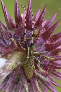 <i>Agapanthia dahli</i>