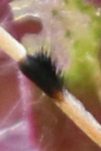 <i>Agapanthia dahli</i>