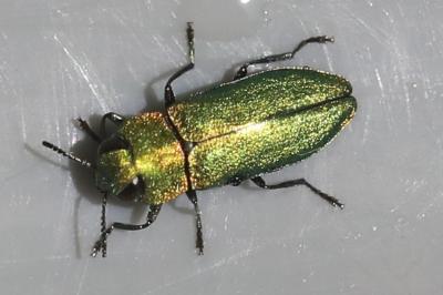 <i>Anthaxia nitidula</i>
