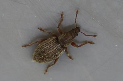 <i>Polydrusus marginatus</i>