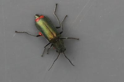 <i>Malachius bipustulatus</i>