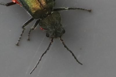 <i>Malachius bipustulatus</i>
