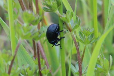<i>Timarcha goettingensis</i>