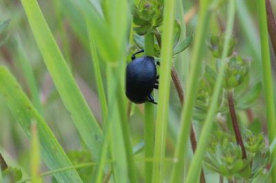 <i>Timarcha goettingensis</i>