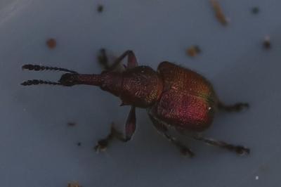 <i>Rhynchites auratus</i>