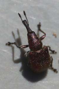 <i>Rhynchites auratus</i>