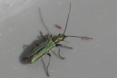 <i>Oedemera nobilis</i>