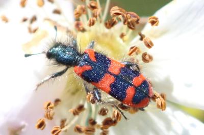 <i>Trichodes alvearius</i>