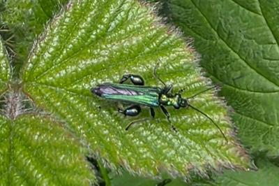 <i>Oedemera nobilis</i>