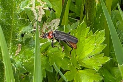 <i>Cantharis fusca</i>