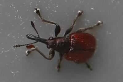<i>Tatianaerhynchites aequatus</i>