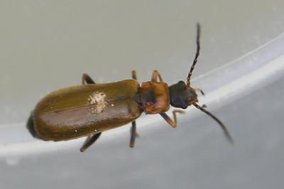 <i>Rhagonycha nigriventris</i>