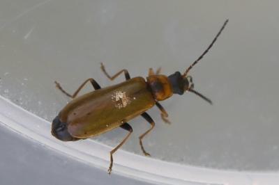 <i>Rhagonycha nigriventris</i>