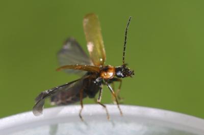 <i>Rhagonycha nigriventris</i>