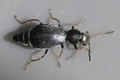 <i>Charopus pallipes</i>