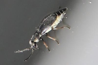 Charopus pallipes