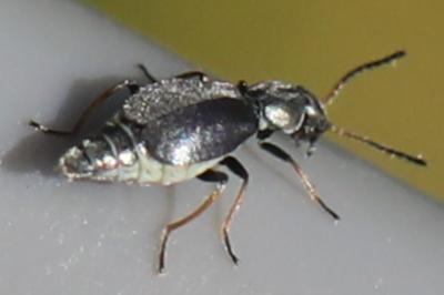 <i>Charopus pallipes</i>