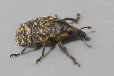 <i>Larinus turbinatus</i>