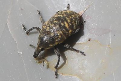 <i>Larinus turbinatus</i>