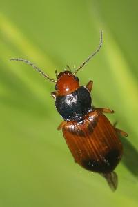 <i>Diachromus germanus</i>
