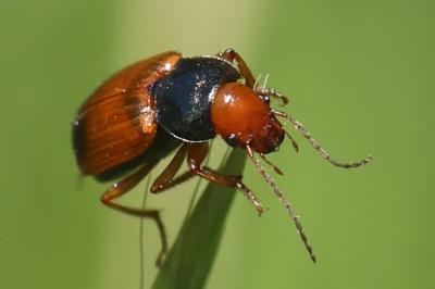 <i>Diachromus germanus</i>