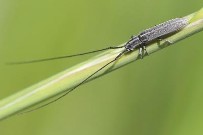 <i>Calamobius filum</i>
