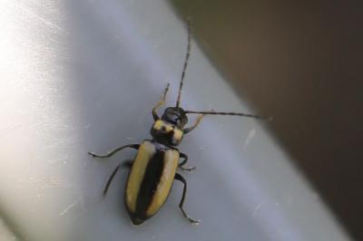 <i>Calomicrus circumfusus</i>