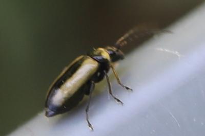 <i>Calomicrus circumfusus</i>