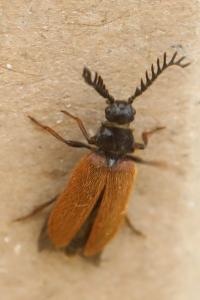 <i>Drilus flavescens</i>