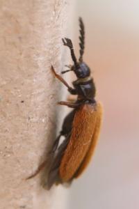 <i>Drilus flavescens</i>